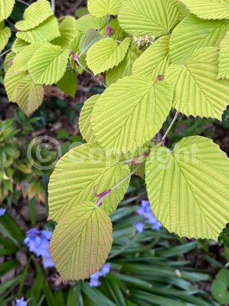 Yellow blooms; Deciduous