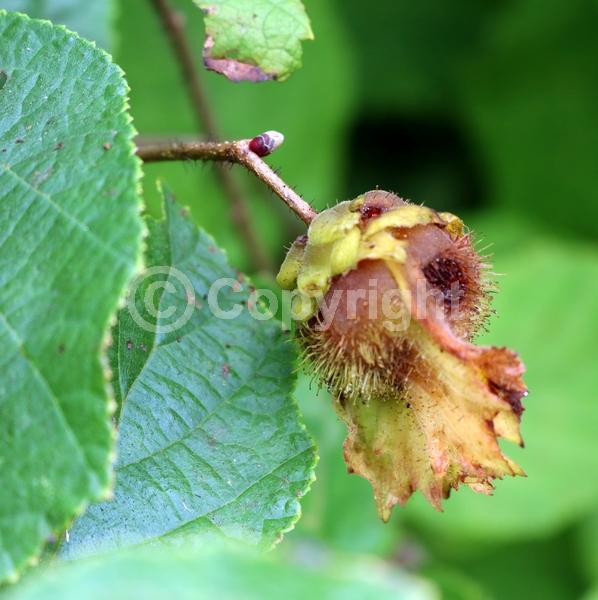 Brown blooms; Deciduous; Broadleaf