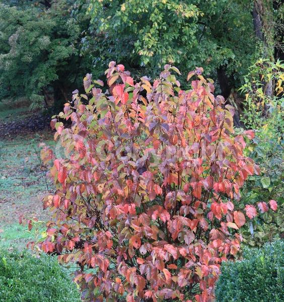 Brown blooms; Deciduous; Broadleaf