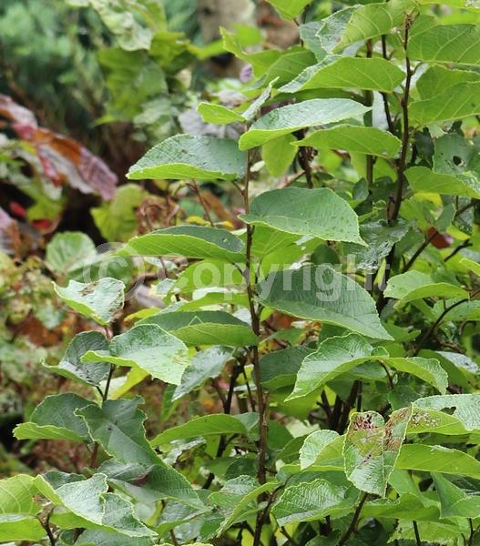 Brown blooms; Deciduous; Broadleaf