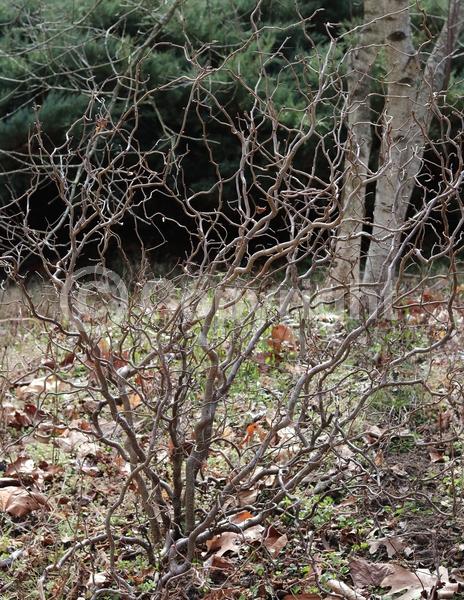 Brown blooms; Deciduous; Broadleaf