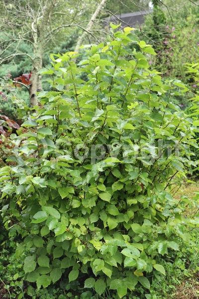 Brown blooms; Deciduous; Broadleaf