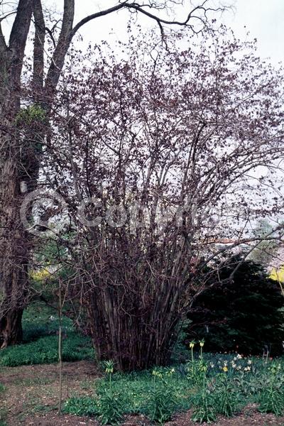 Brown blooms; Deciduous; Broadleaf