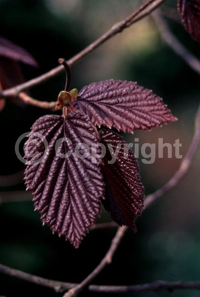 Brown blooms; Deciduous; Broadleaf