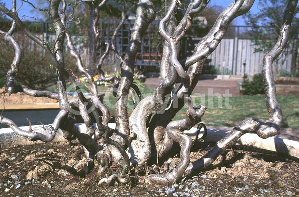 Brown blooms; Deciduous; Broadleaf