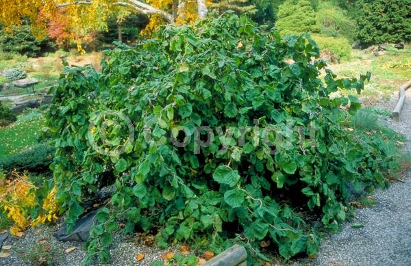 Brown blooms; Deciduous; Broadleaf