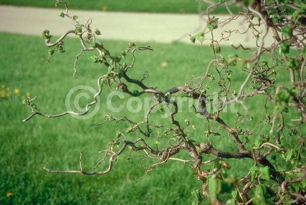 Brown blooms; Deciduous; Broadleaf
