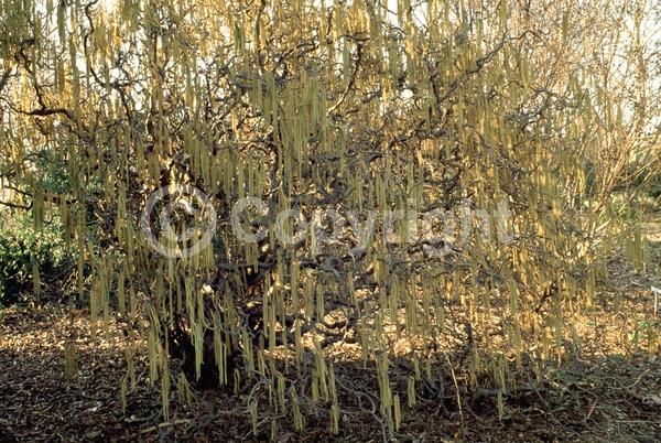 Brown blooms; Deciduous; Broadleaf