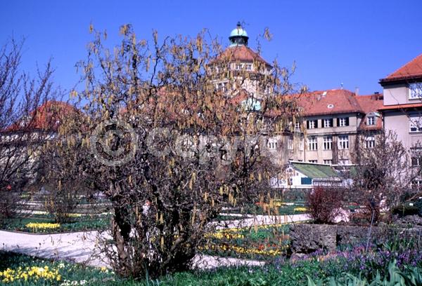 Brown blooms; Deciduous; Broadleaf
