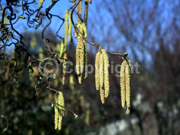 Brown blooms; Deciduous; Broadleaf