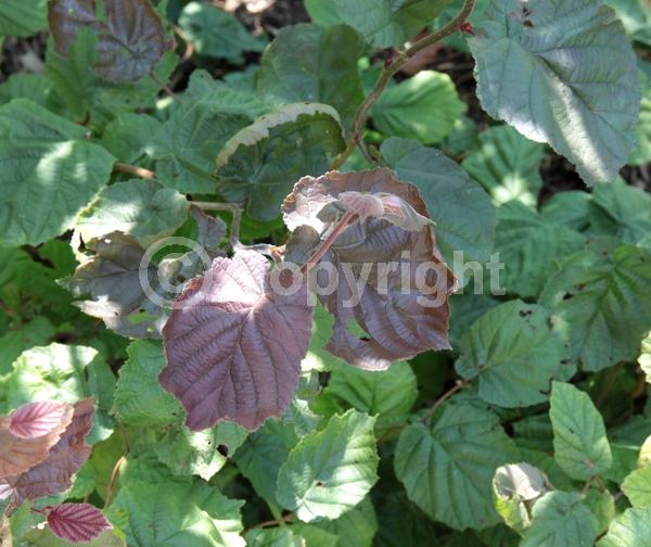 Red blooms; Deciduous; Broadleaf