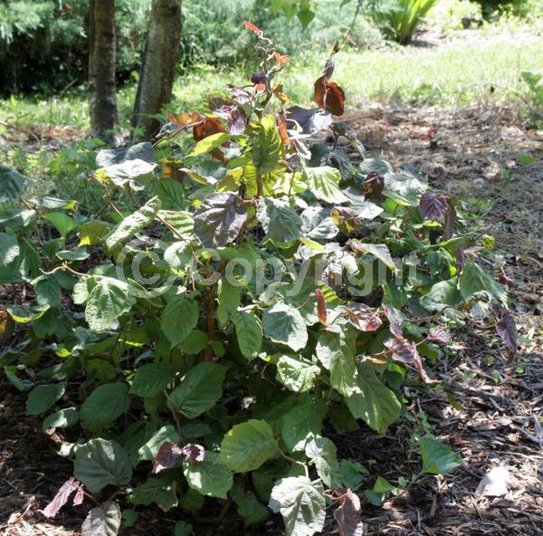 Red blooms; Deciduous; Broadleaf