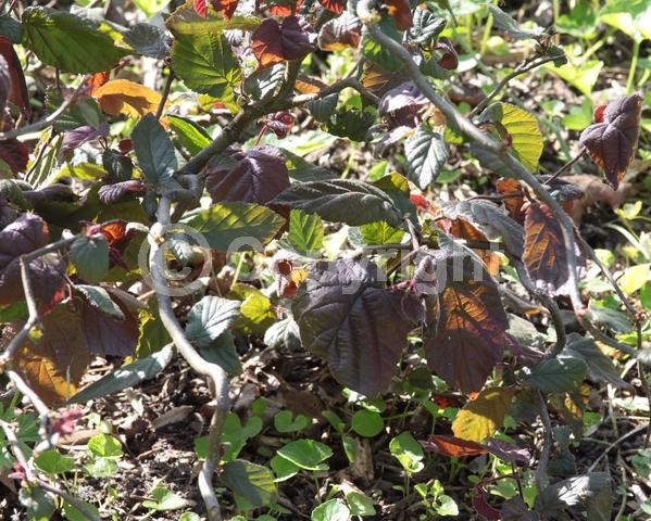 Red blooms; Deciduous; Broadleaf