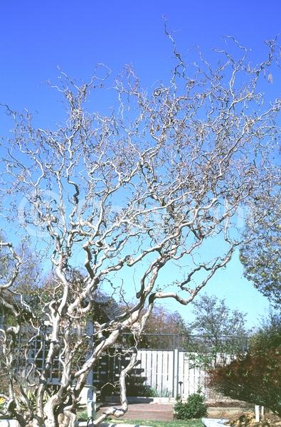 Brown blooms; Deciduous; Broadleaf