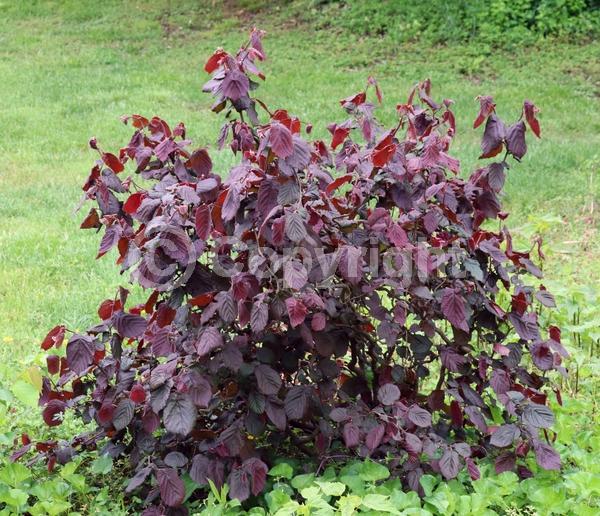 Red blooms; Deciduous; Broadleaf