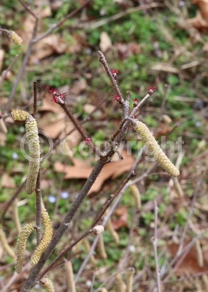 Brown blooms; Deciduous; Broadleaf