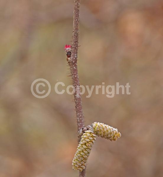 Brown blooms; Deciduous; Broadleaf