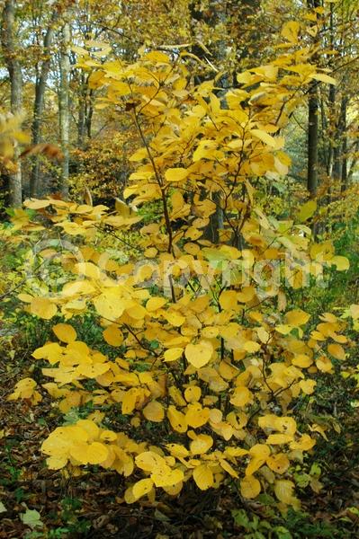 Yellow blooms; Deciduous