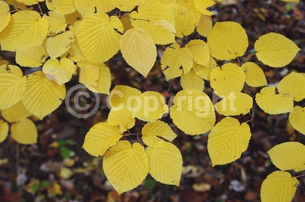 Yellow blooms; Deciduous