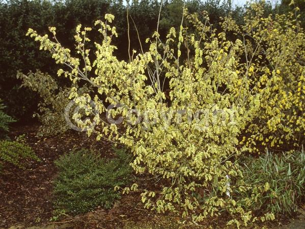 Yellow blooms; Deciduous
