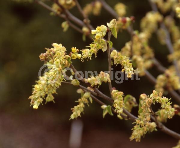 Yellow blooms; Deciduous