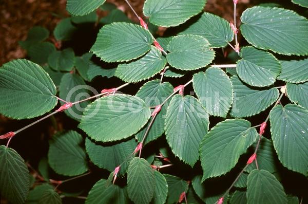 Yellow blooms; Deciduous
