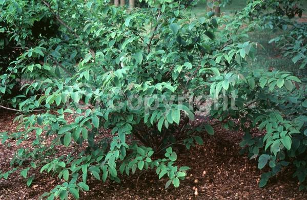 Yellow blooms; Deciduous