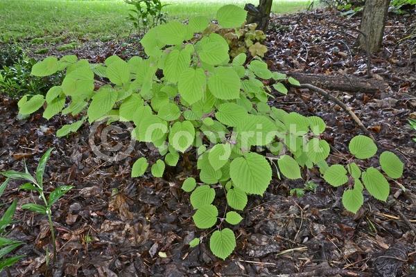 Yellow blooms; Deciduous