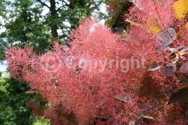 Purple blooms; Pink blooms; Deciduous; Broadleaf