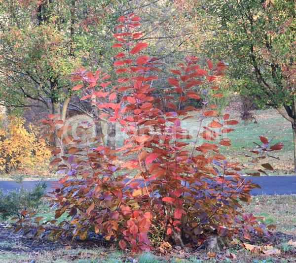 Purple blooms; Pink blooms; Deciduous; Broadleaf
