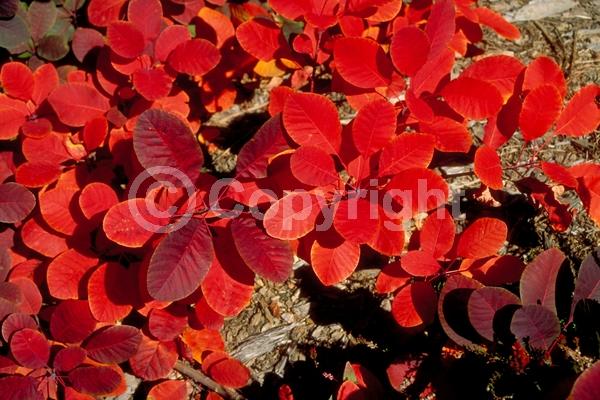 Pink blooms; Deciduous; Broadleaf