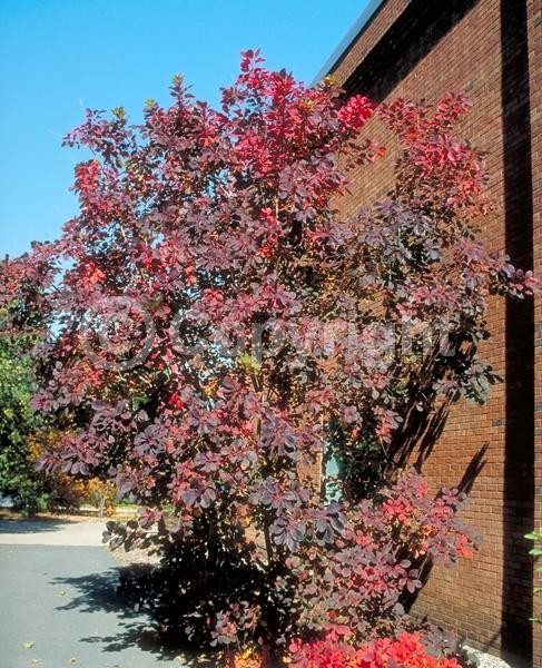 Pink blooms; Deciduous; Broadleaf