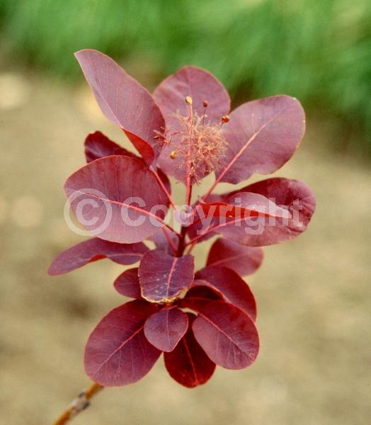 Purple blooms; Pink blooms; Deciduous; Broadleaf