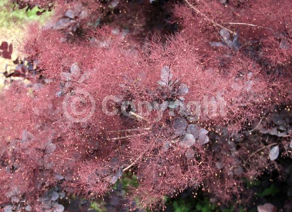 Purple blooms; Pink blooms; Deciduous; Broadleaf