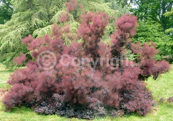 Purple blooms; Pink blooms; Deciduous; Broadleaf