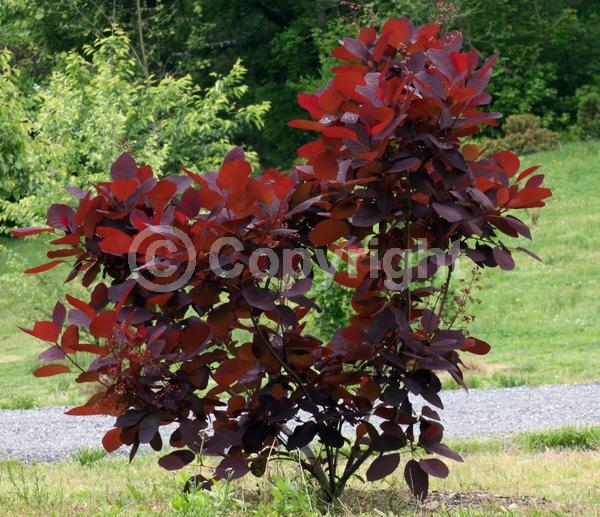 Purple blooms; Pink blooms; Deciduous; Broadleaf
