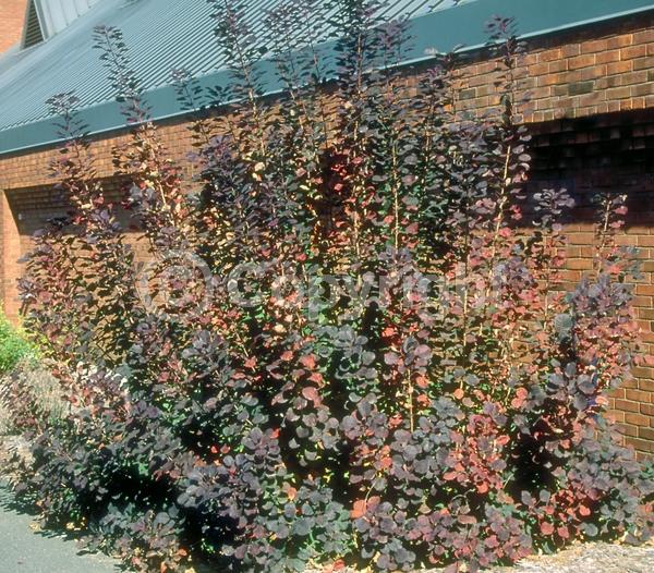 Red blooms; Purple blooms; Deciduous; Broadleaf