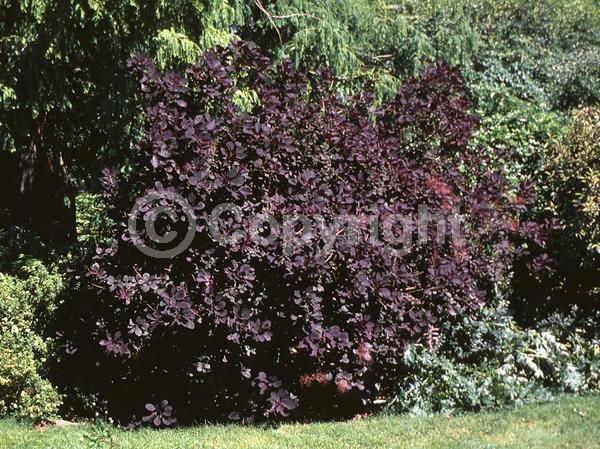 Red blooms; Purple blooms; Deciduous; Broadleaf