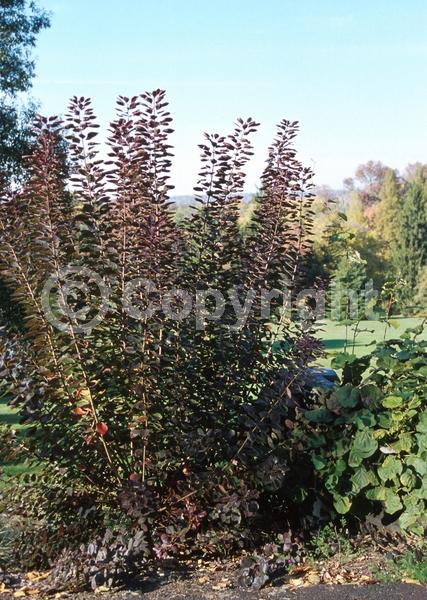 Red blooms; Purple blooms; Deciduous; Broadleaf