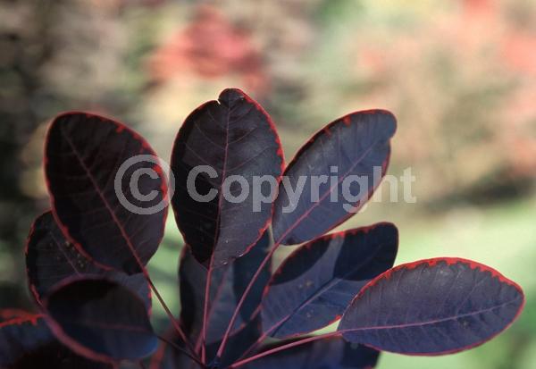 Red blooms; Purple blooms; Deciduous; Broadleaf