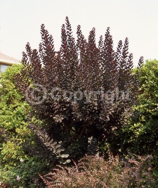 Red blooms; Purple blooms; Deciduous; Broadleaf