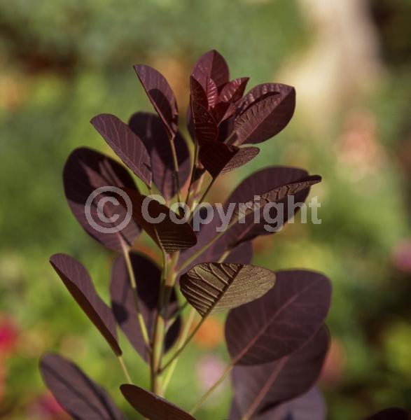 Red blooms; Purple blooms; Deciduous; Broadleaf