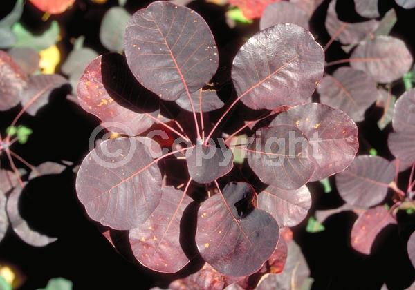 Red blooms; Purple blooms; Deciduous; Broadleaf