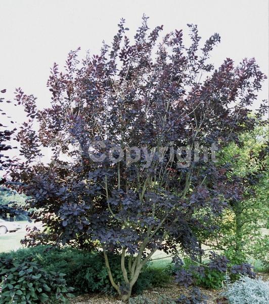 Purple blooms; White blooms; Deciduous; Broadleaf