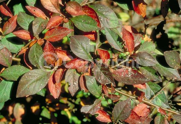 White blooms; Pink blooms; Deciduous; Broadleaf