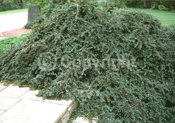 White blooms; Deciduous