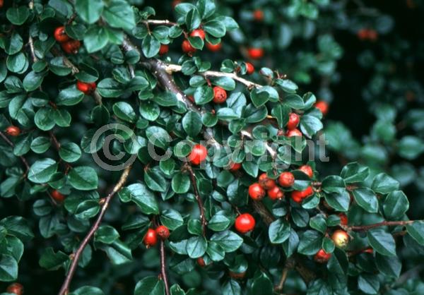 White blooms; Deciduous