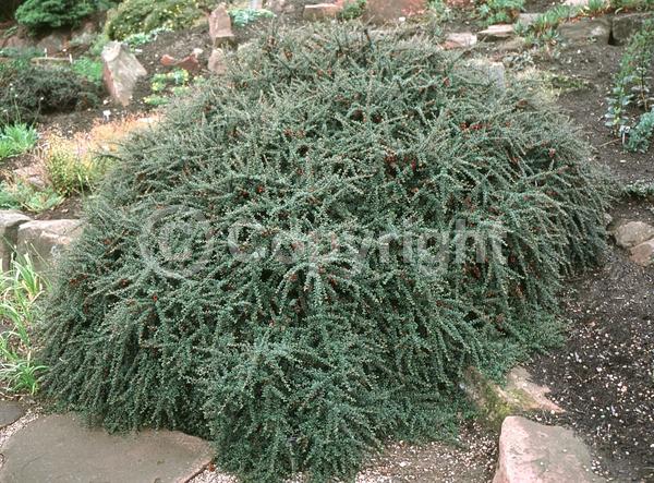 White blooms; Evergreen; Semi-evergreen