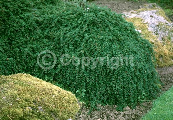 White blooms; Evergreen; Semi-evergreen