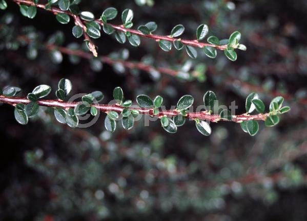 White blooms; Evergreen; Semi-evergreen